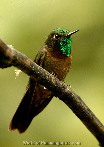 Hummingbird Garden Catalog: Tyrian Metaltail